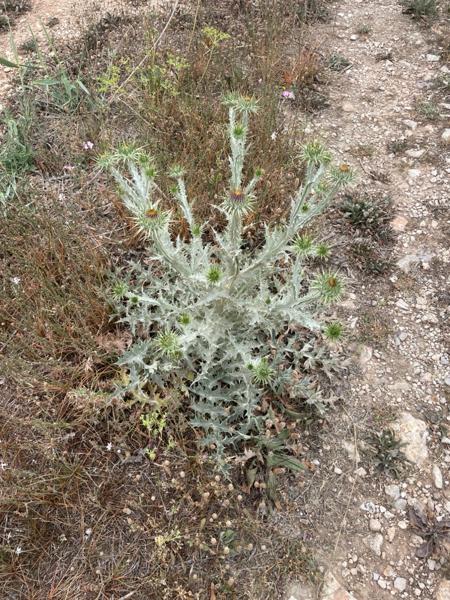 Onopordum macracanthum